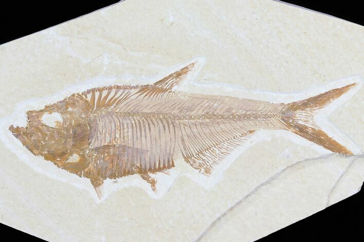 Detailed, Diplomystus Fossil Fish - Wyoming #79982